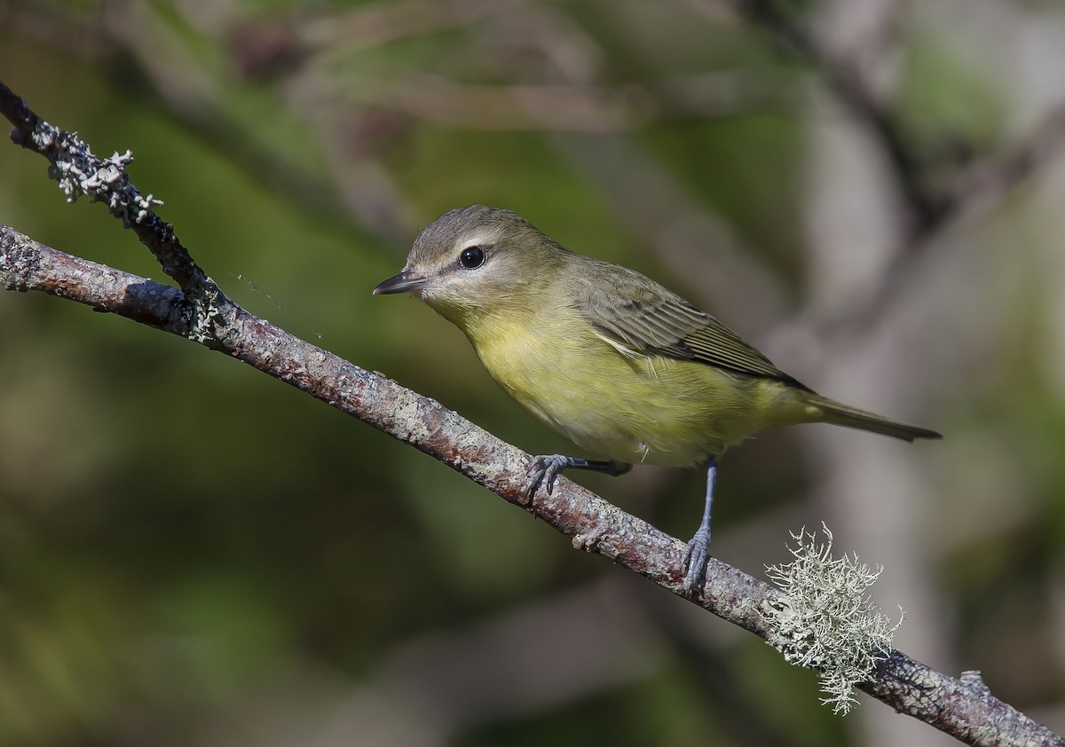 Vireo de Filadelfia - ML68515421