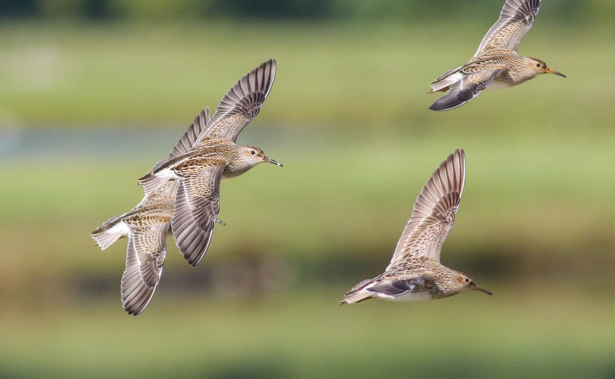 Pectoral Sandpiper - ML68515571