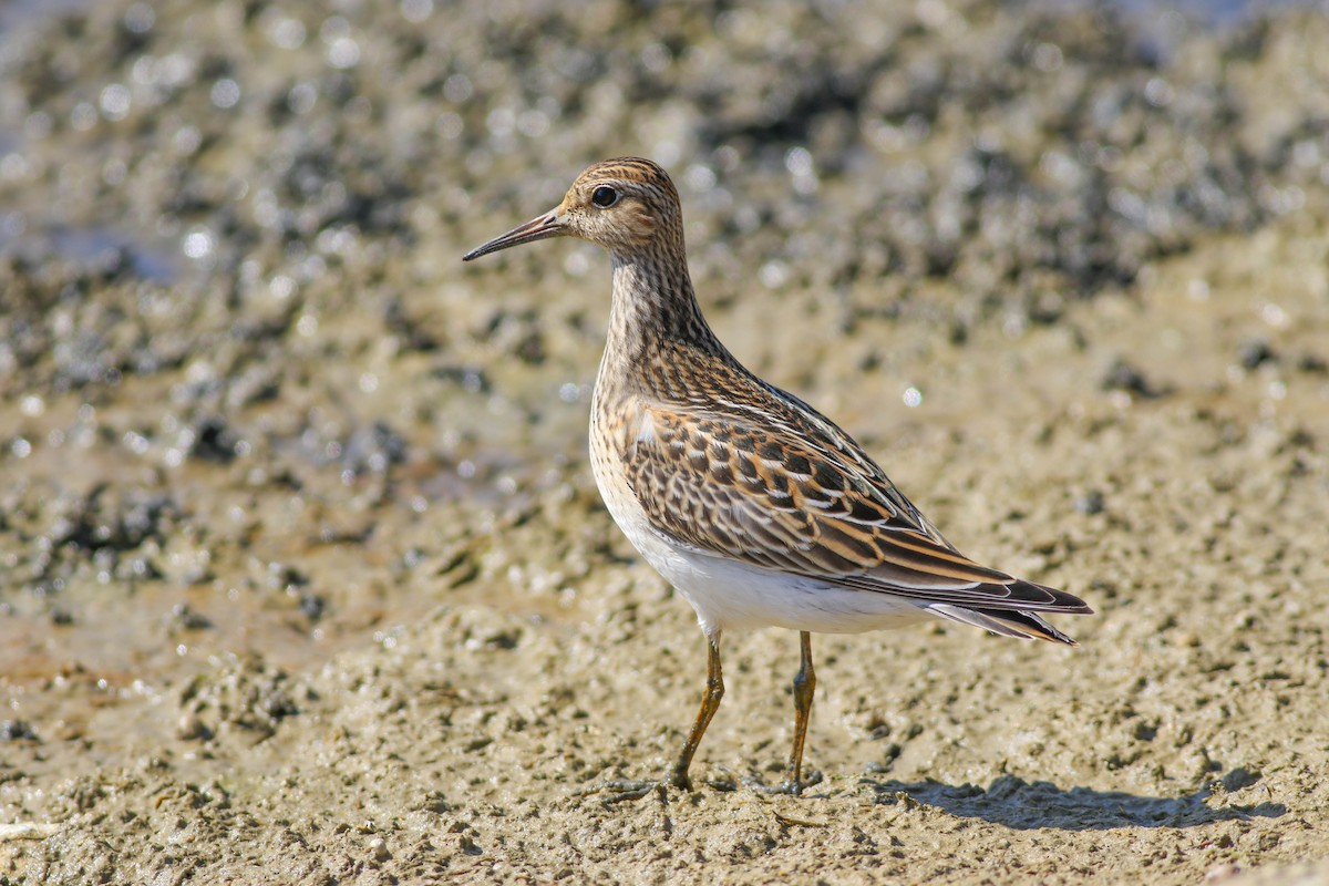 Graubrust-Strandläufer - ML68515641