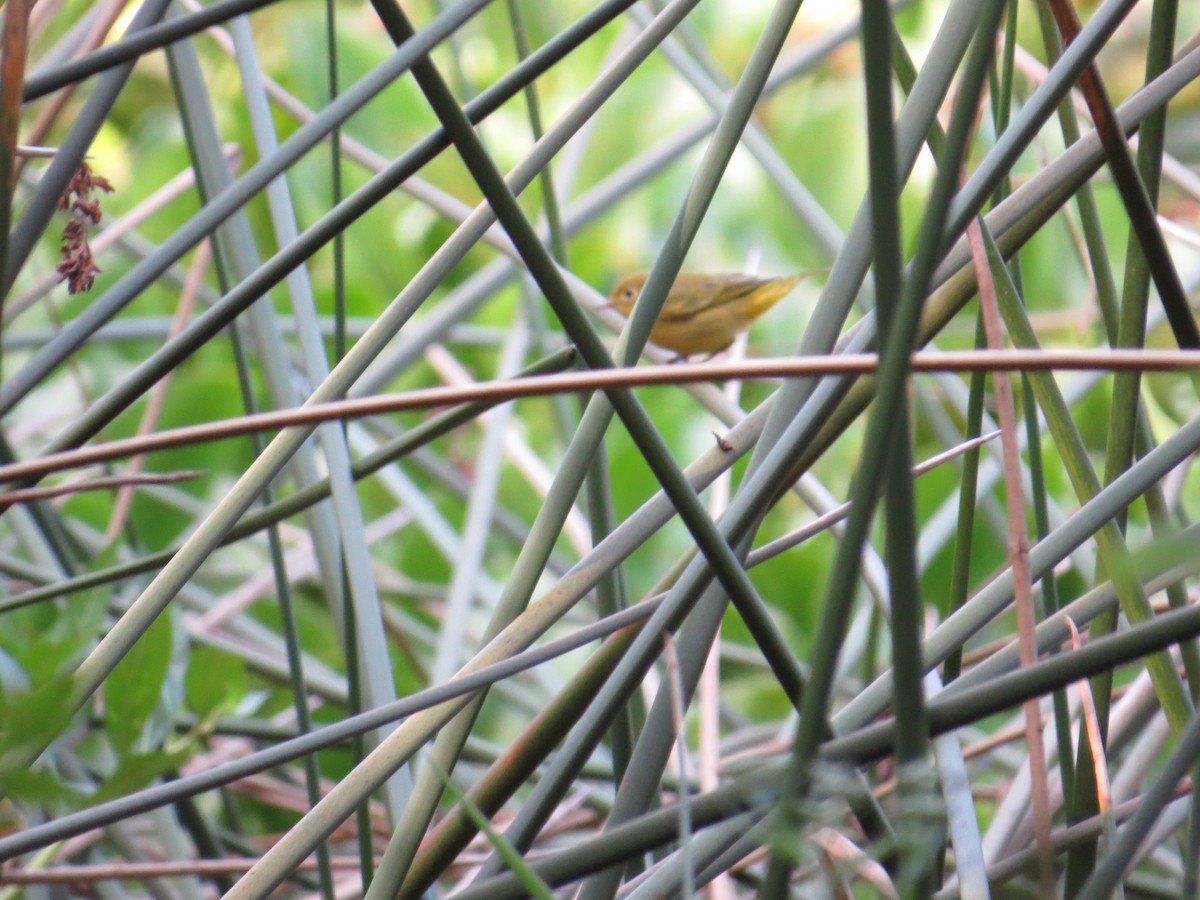 new world warbler sp. - ML68516201