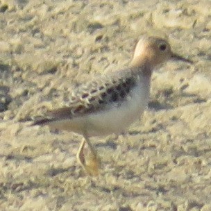 Buff-breasted Sandpiper - Susan Wise