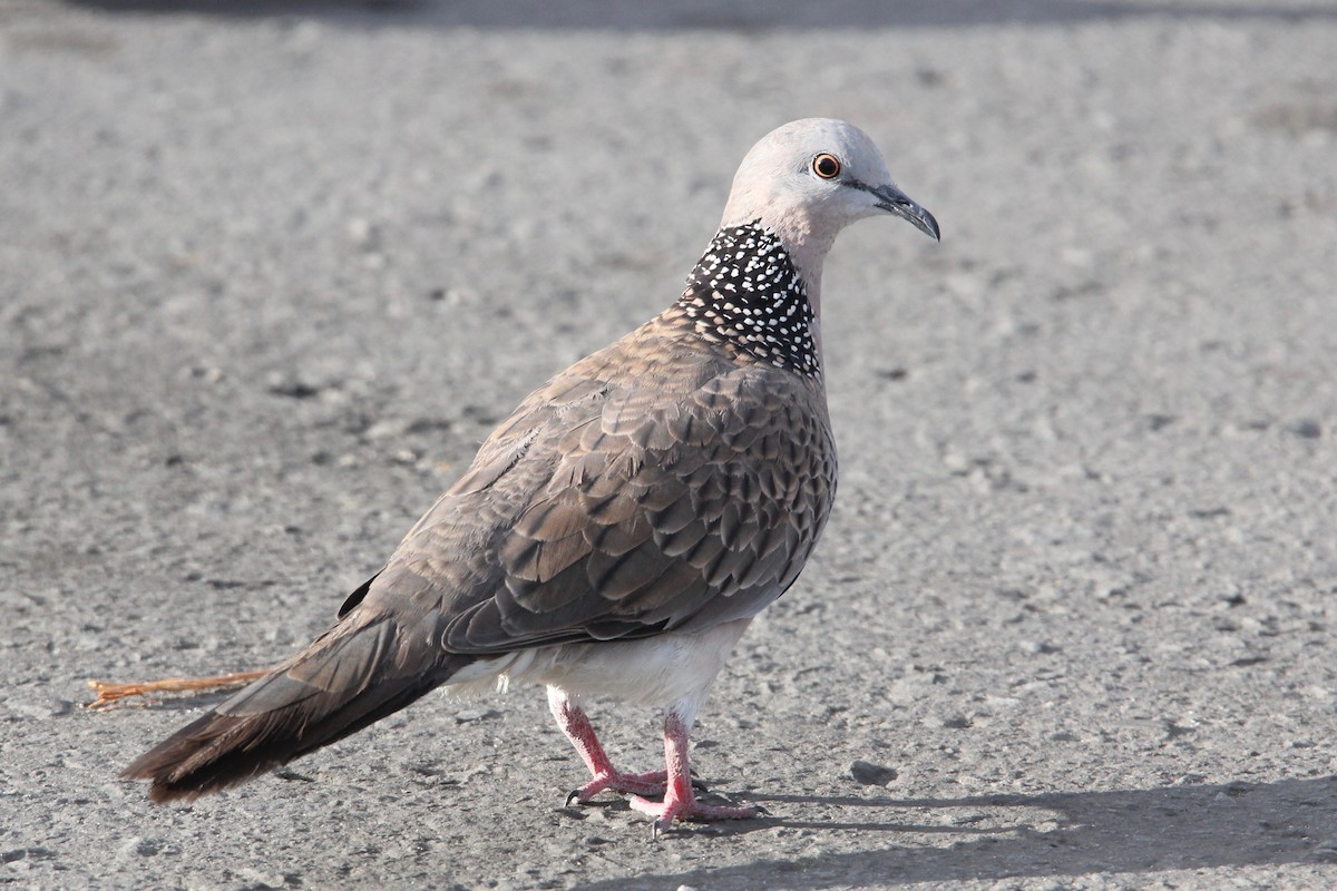 Spotted Dove - Robert Gowan