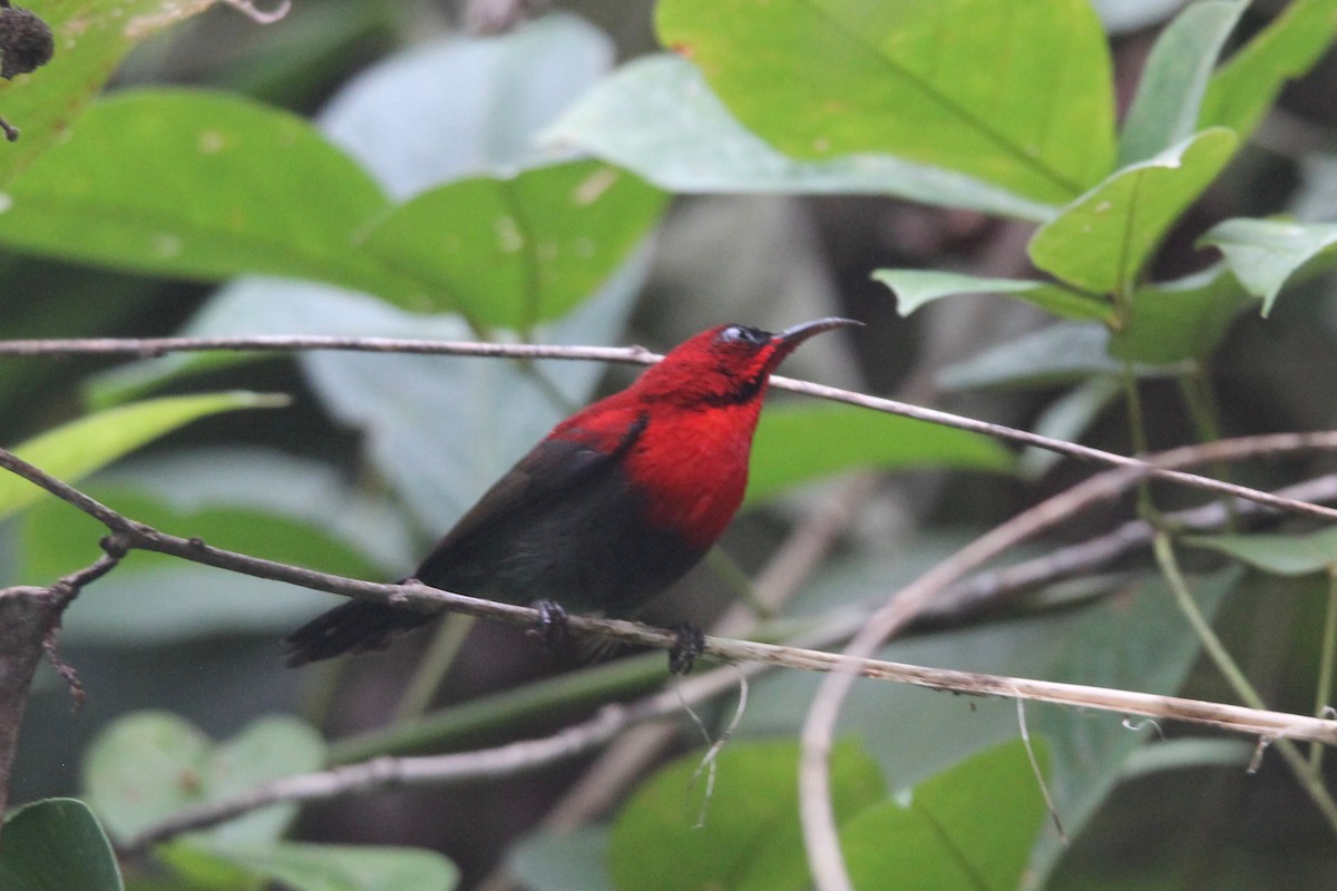 Karmesinnektarvogel [siparaja-Gruppe] - ML68518511