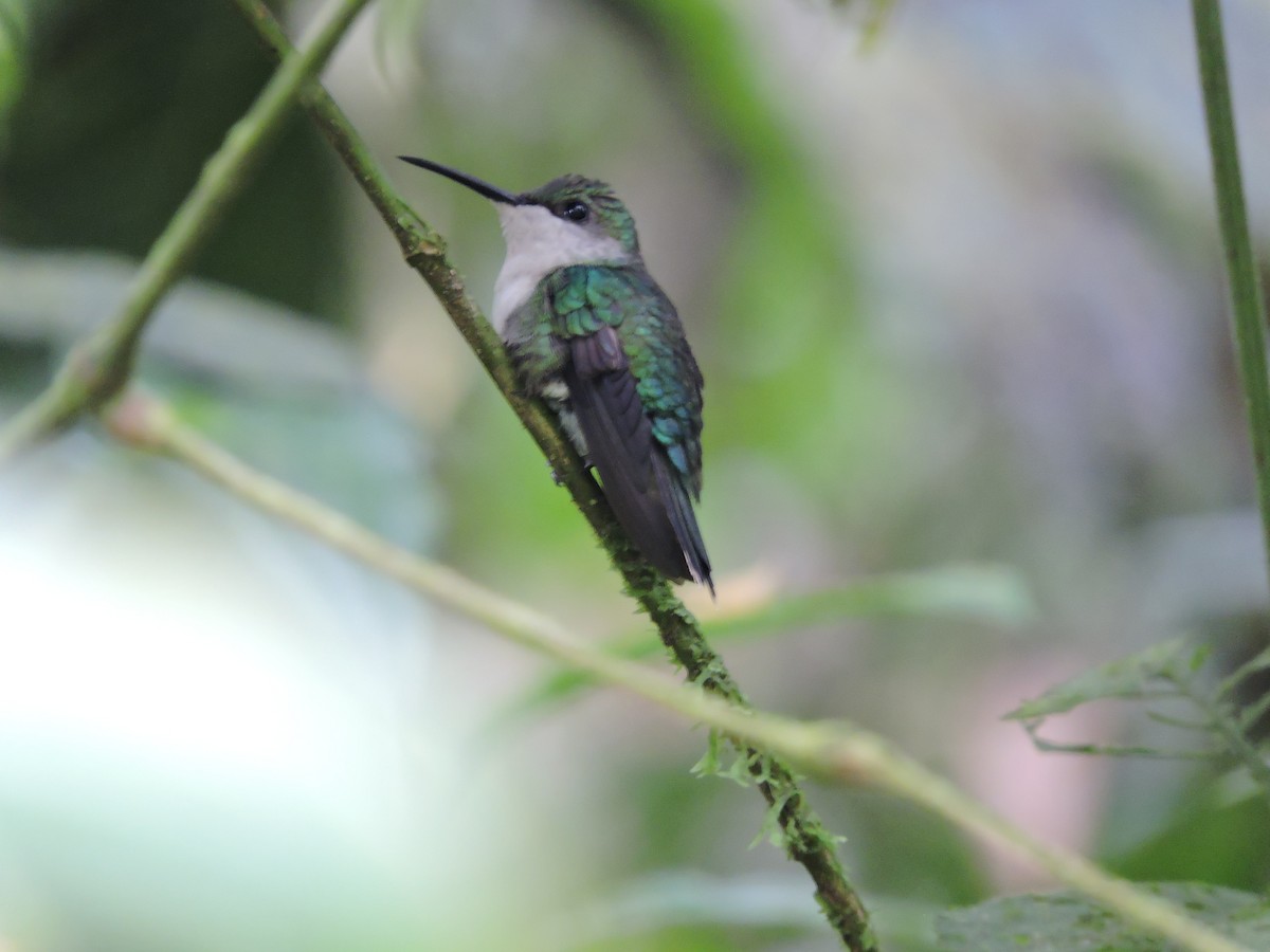 kolibřík vidloocasý - ML68519691