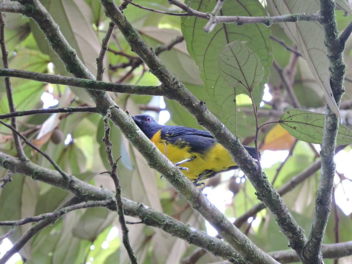 Blue-and-gold Tanager - Juan D Astorga