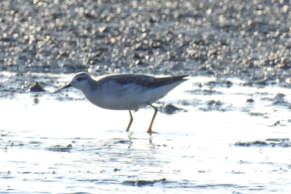 Wilson's Phalarope - Bez Bezuidenhout