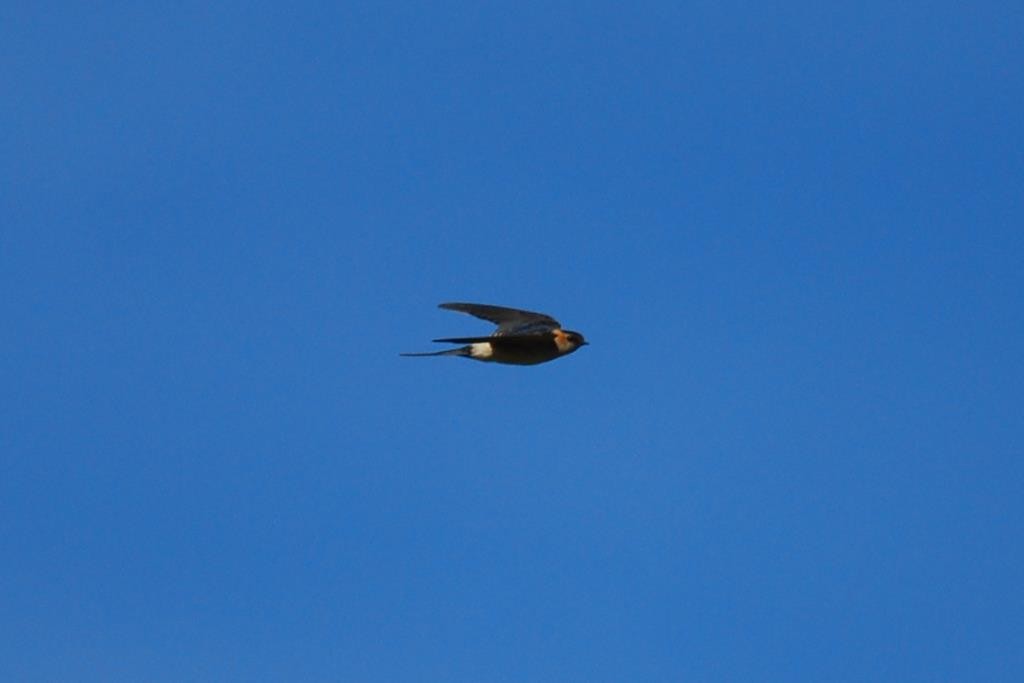 Red-rumped Swallow - ML68522461