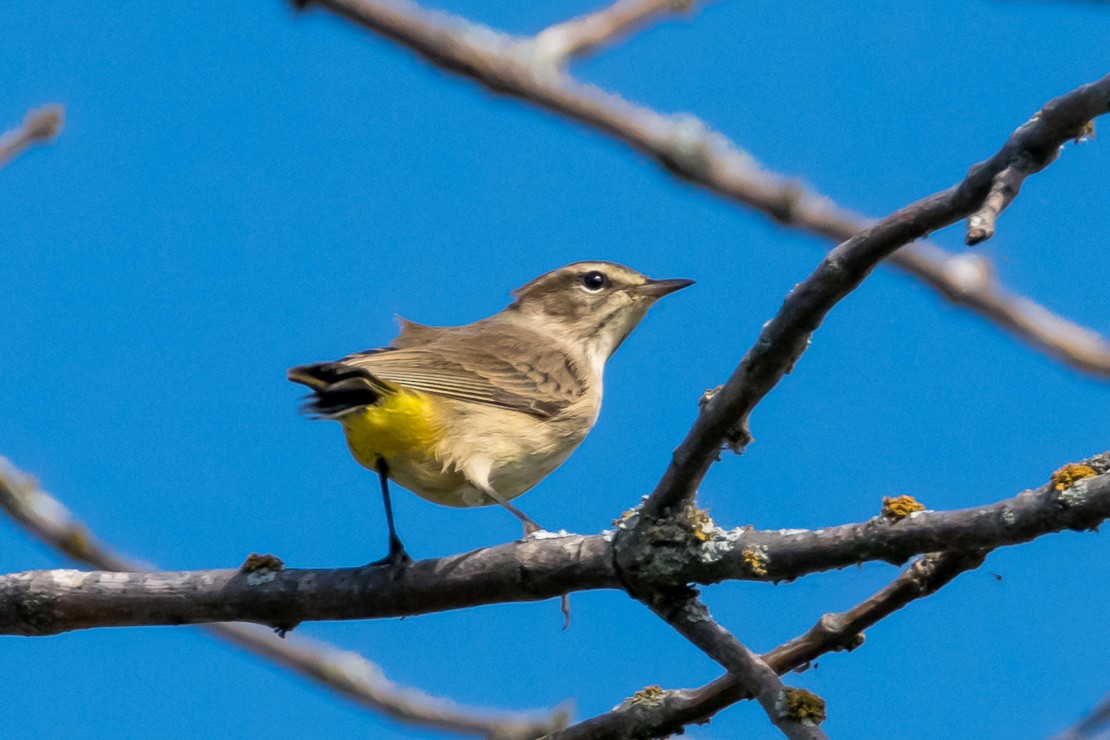 Palm Warbler - ML68522501