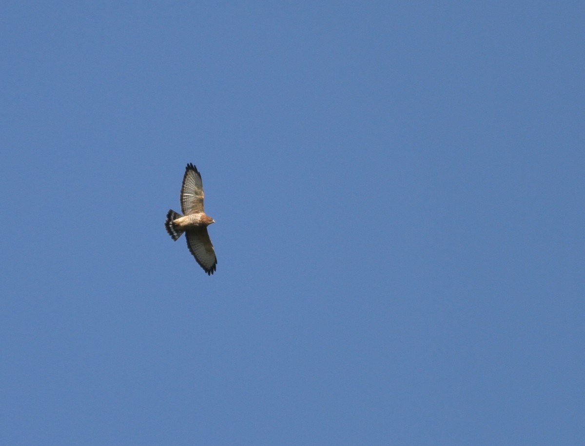 Broad-winged Hawk - ML68523721