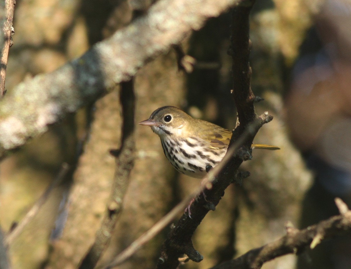 Ovenbird - ML68523811