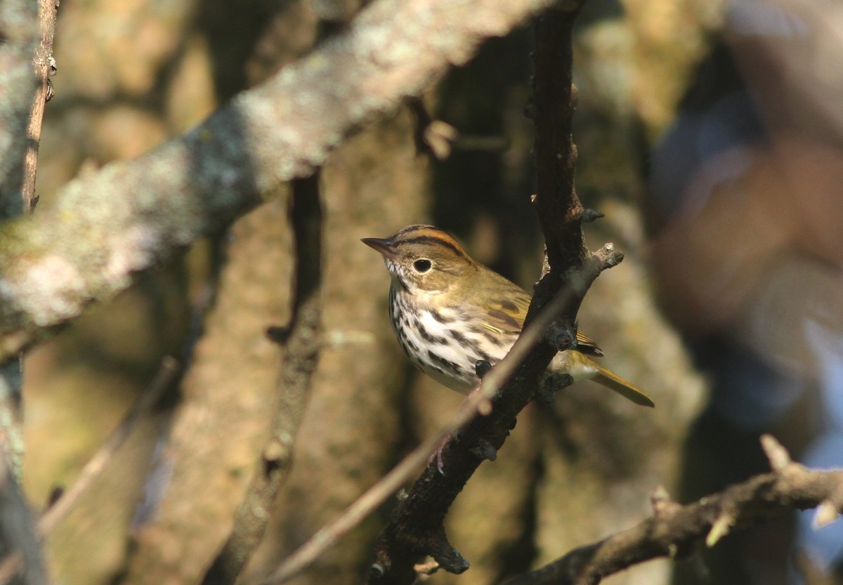 Ovenbird - ML68523821