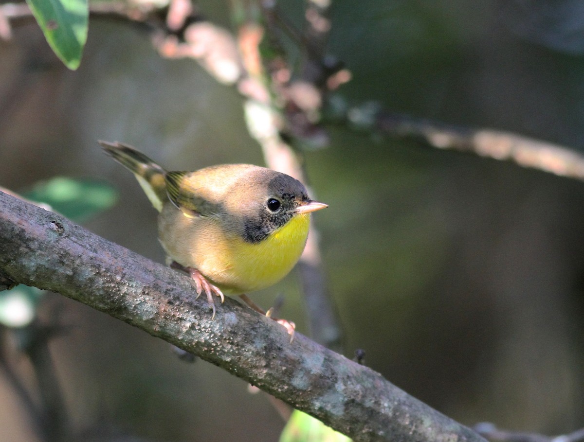 Common Yellowthroat - ML68523841