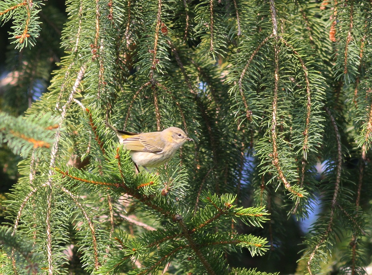 Cape May Warbler - ML68523861