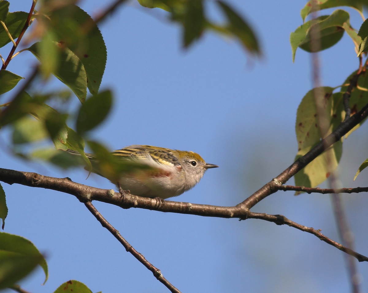 Chestnut-sided Warbler - ML68523911