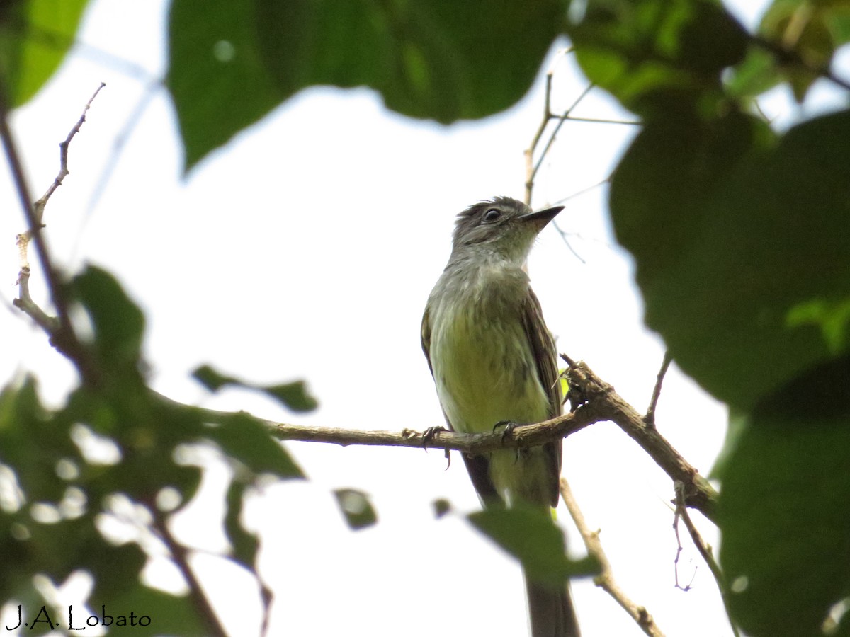 Flammulated Flycatcher - Alberto Lobato (El Chivizcoyo)