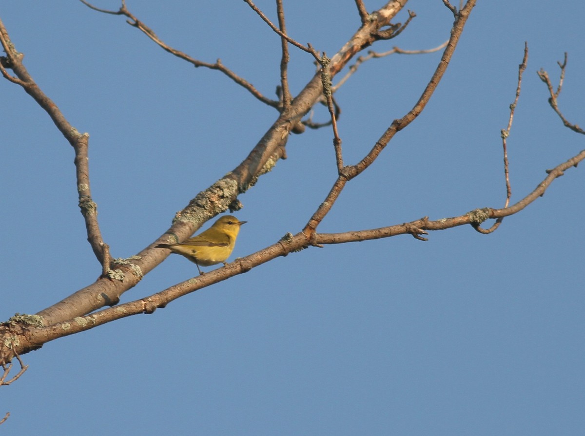 Tennessee Warbler - ML68524061