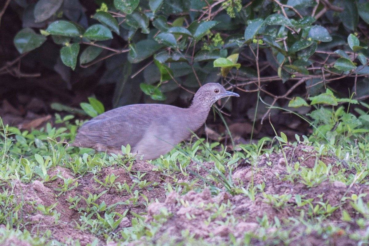 Undulated Tinamou - Tim Liguori