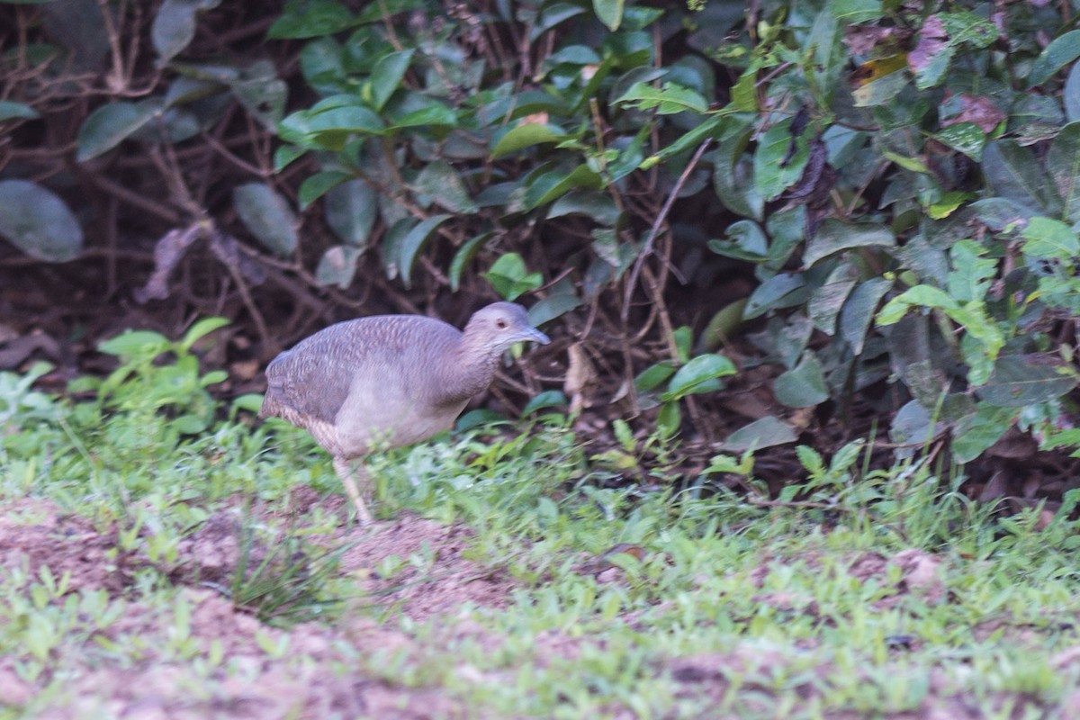 Undulated Tinamou - ML68525881