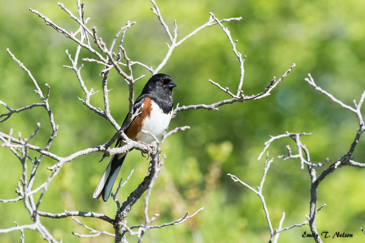 Eastern Towhee - ML68525961