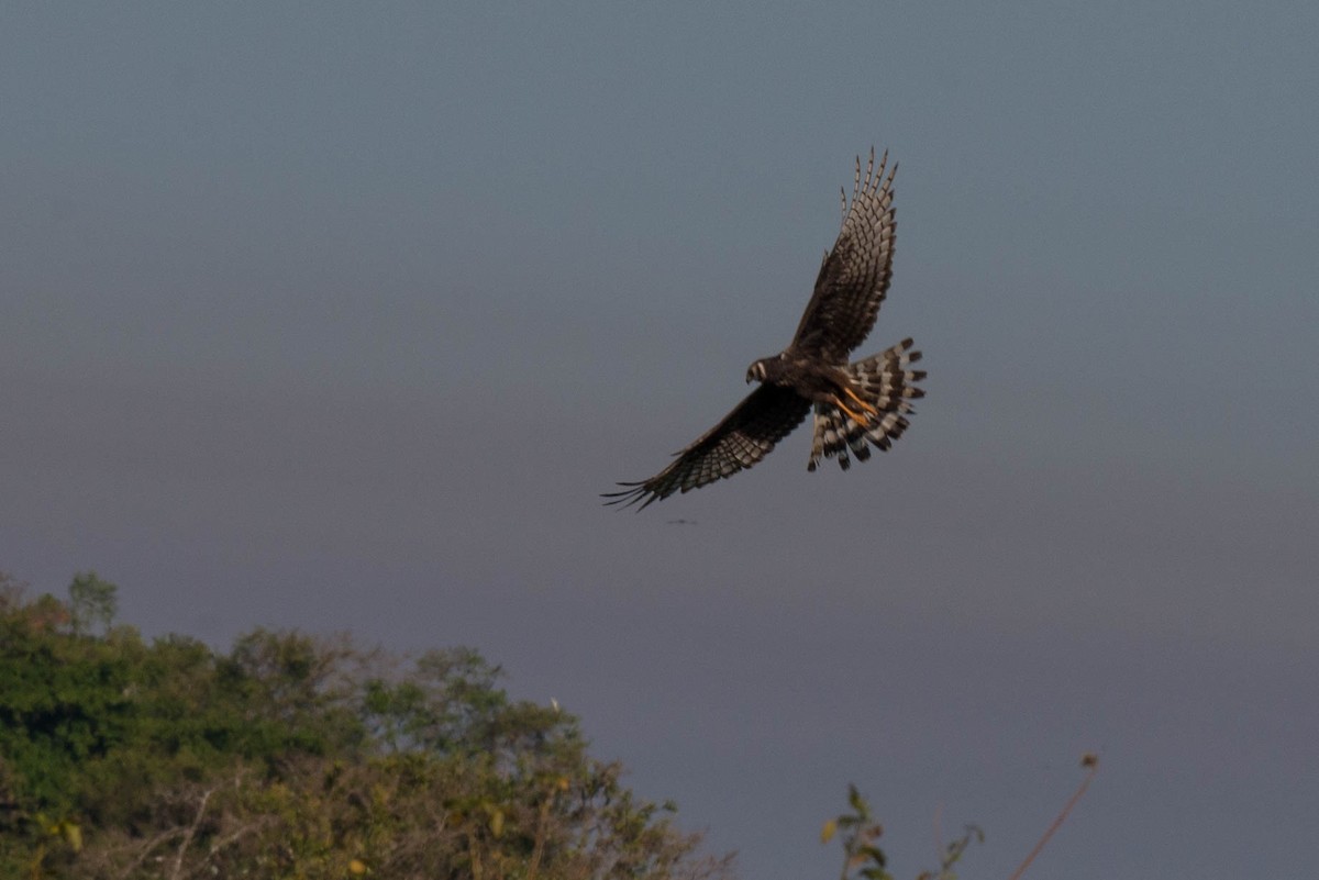 Long-winged Harrier - ML68526521