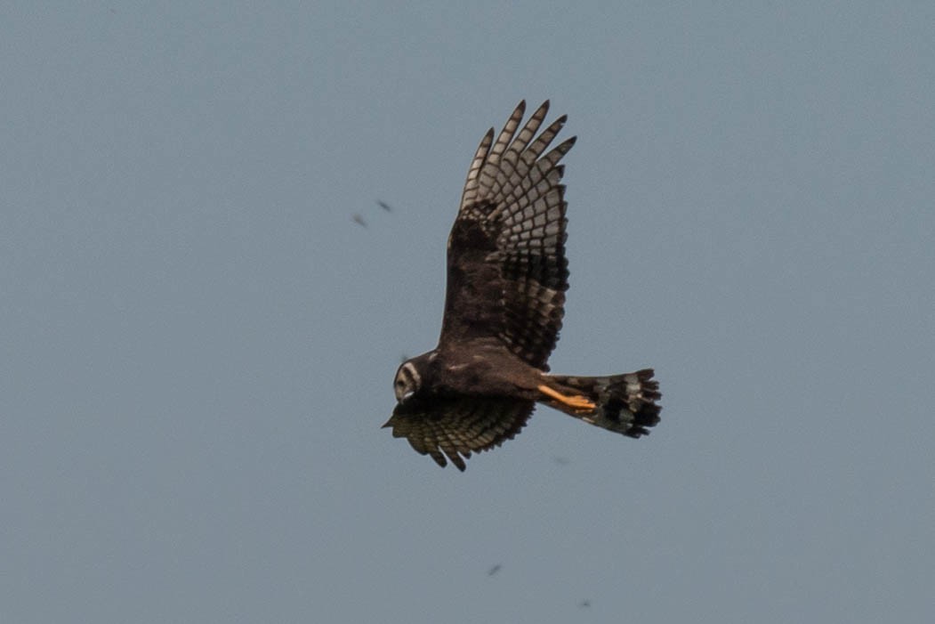 Long-winged Harrier - ML68526531