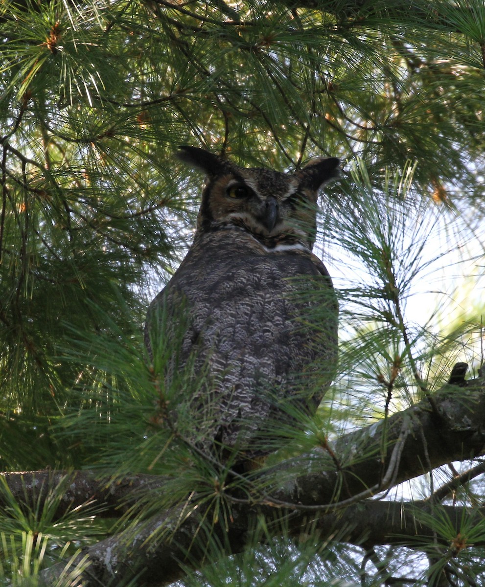 Great Horned Owl - ML68528871