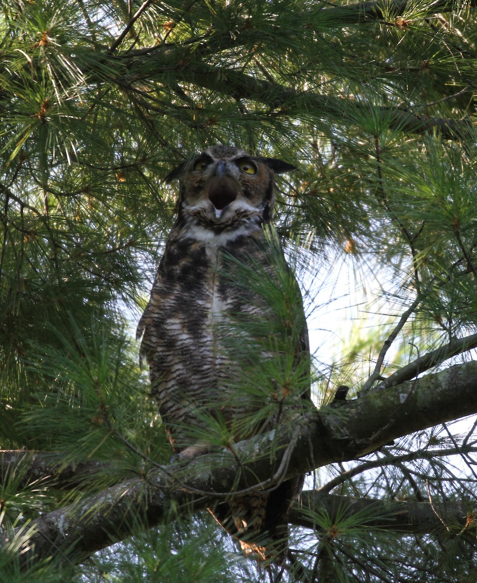 Great Horned Owl - Don Coons
