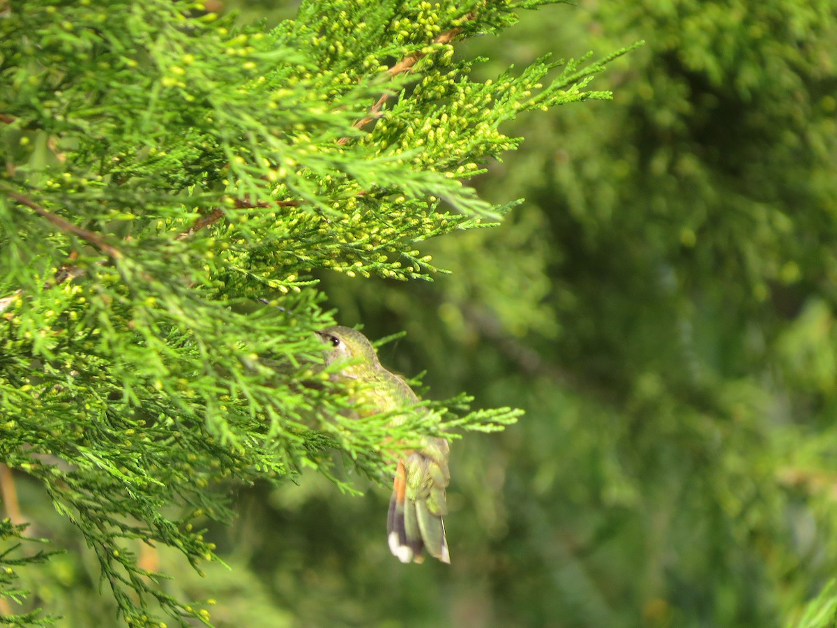 Colibri à queue large - ML68529541