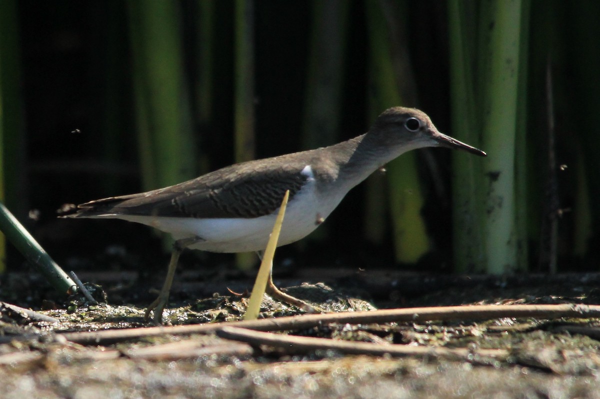 Spotted Sandpiper - ML68530761