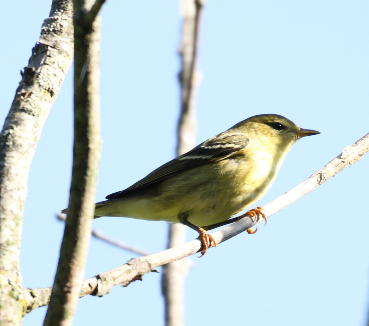 Blackpoll Warbler - Don Coons