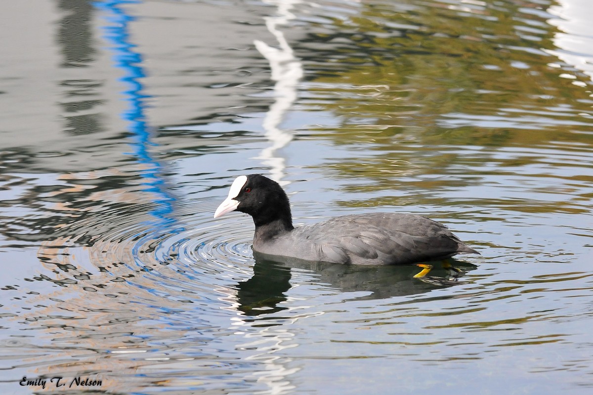 Eurasian Coot - ML68530881