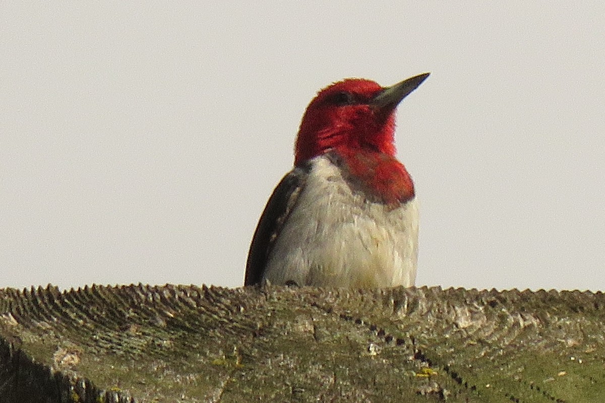 Pic à tête rouge - ML68532141