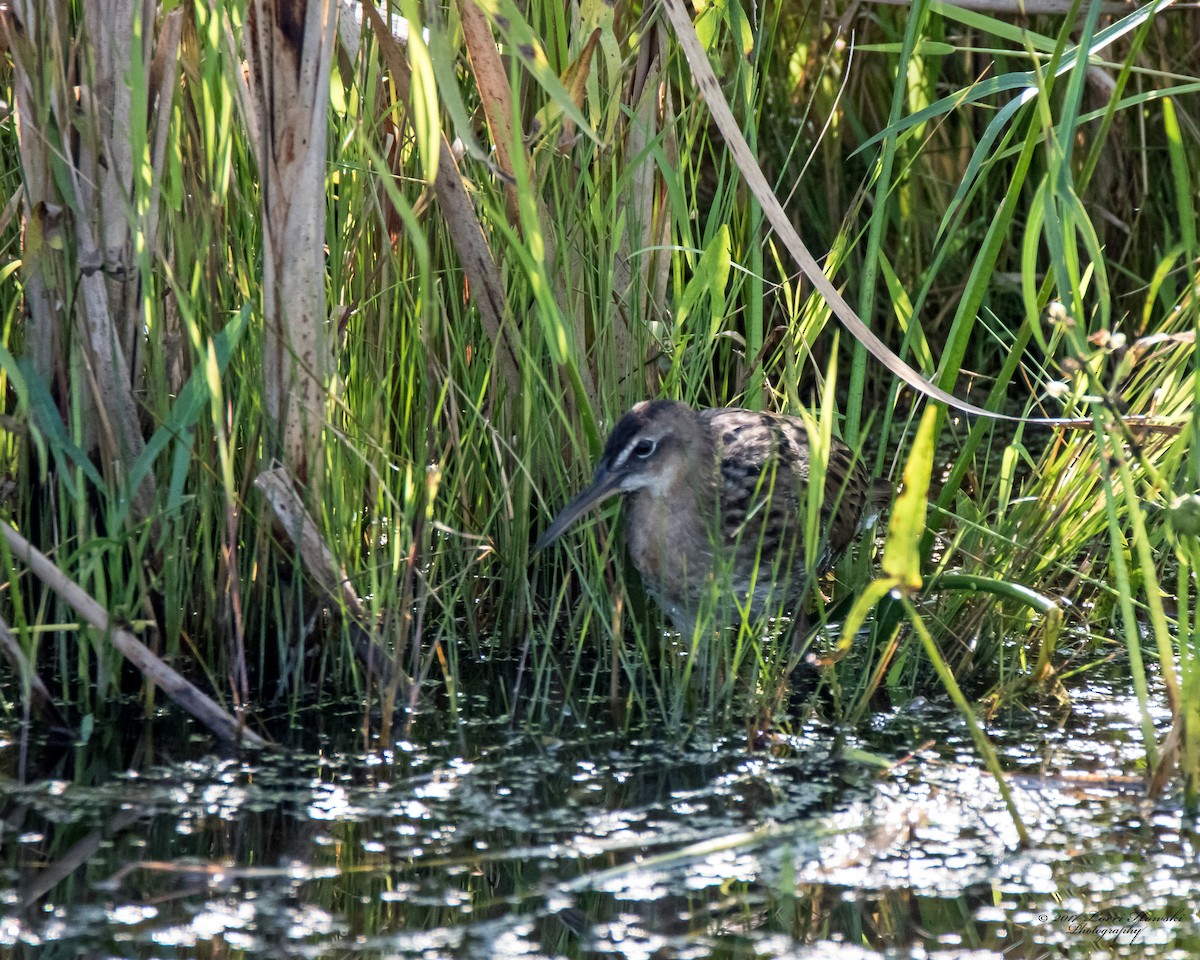 King Rail - ML68533161