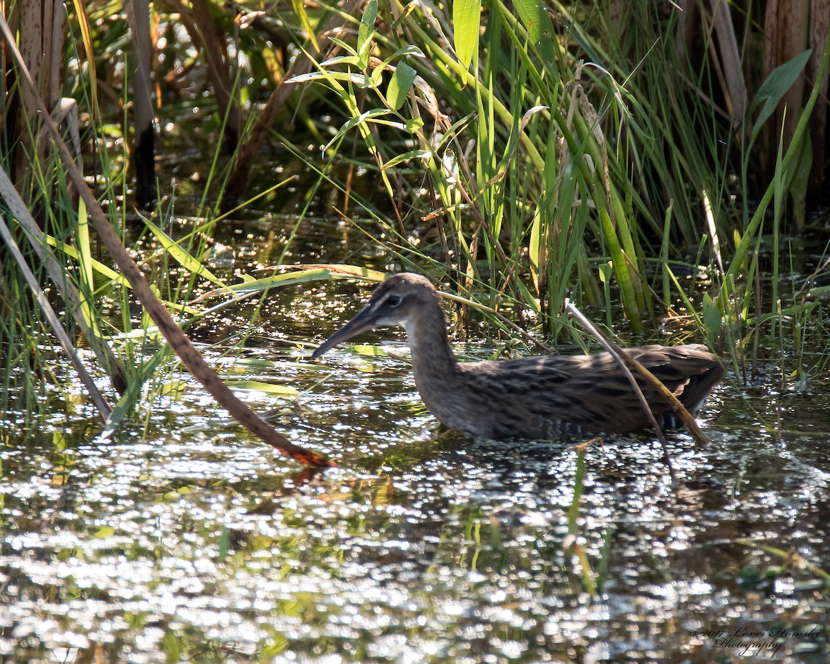 King Rail - Lorri Howski 🦋