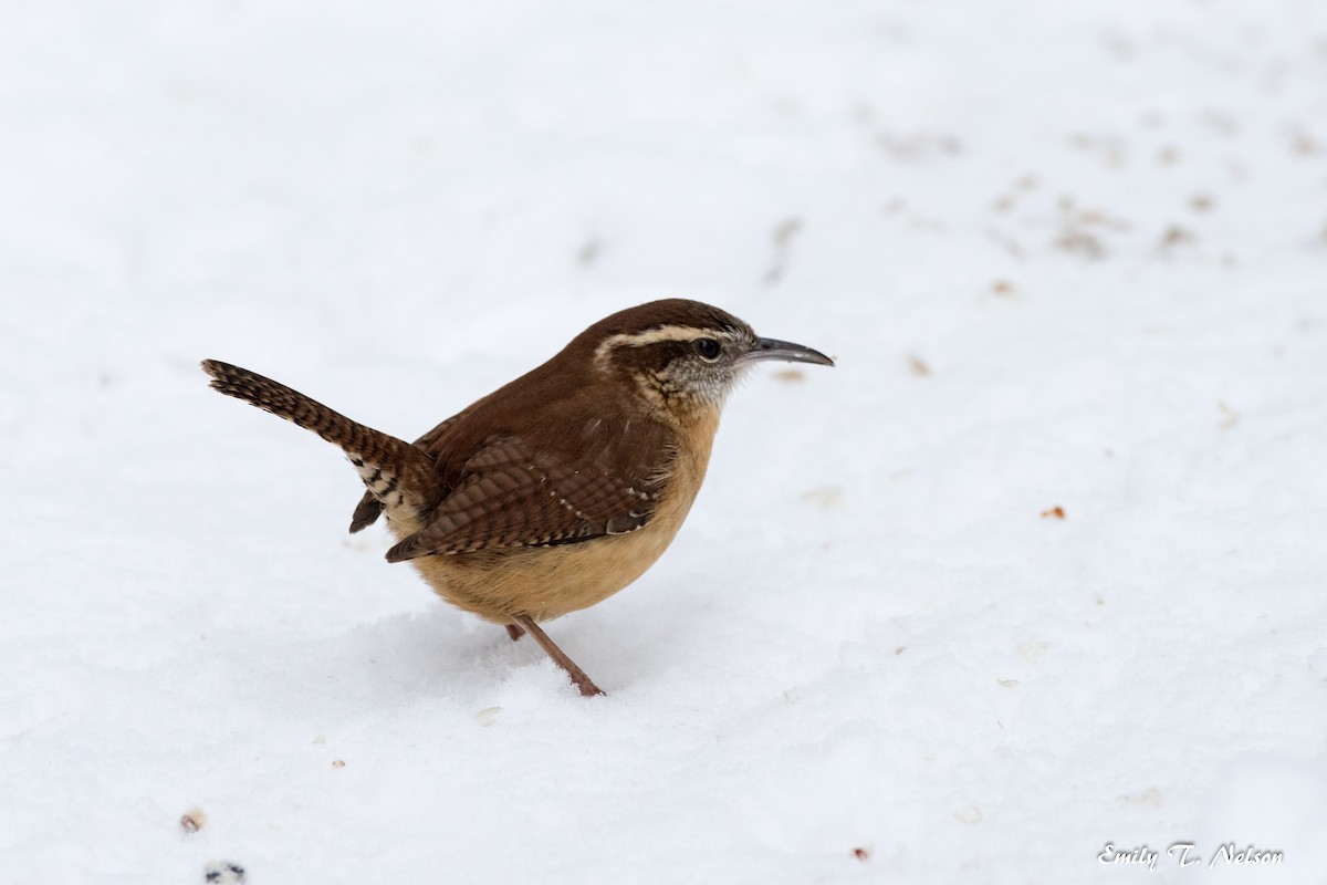 Carolina Wren - John Nelson