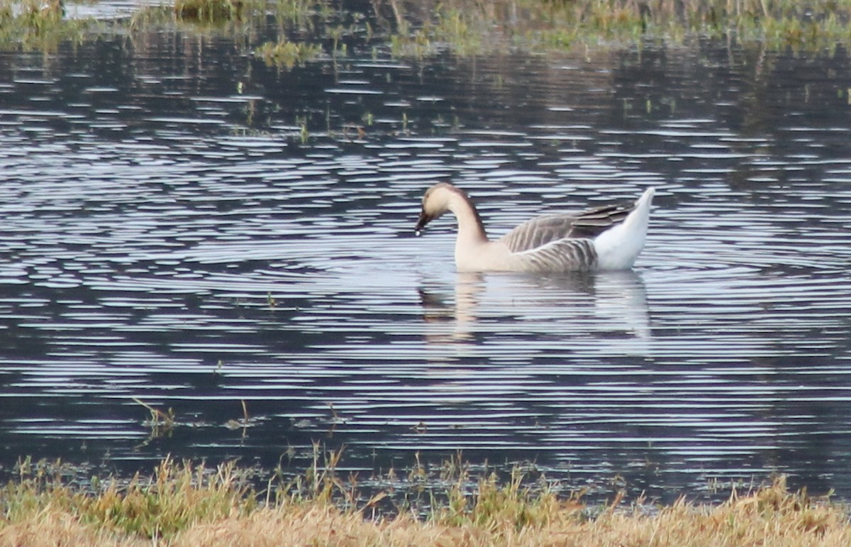 eBird Checklist - 16 Dec 2015 - Billy Frank Jr. Nisqually NWR - 76 ...
