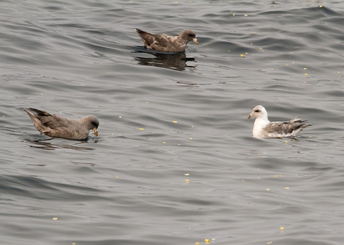 Fulmar boréal - ML68536081