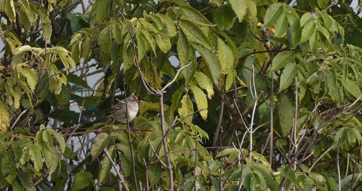 White-crowned Sparrow - Monica Siebert