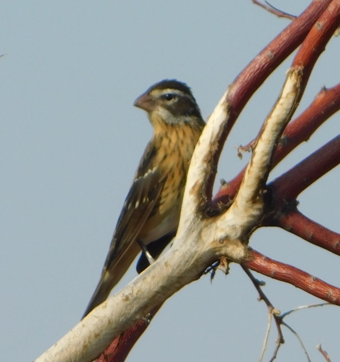 Rose-breasted Grosbeak - Eric Hough