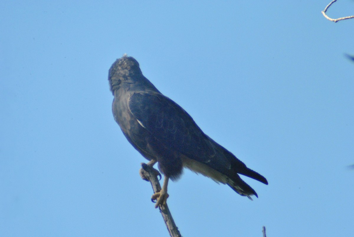 Swainson's Hawk - Sean Cozart