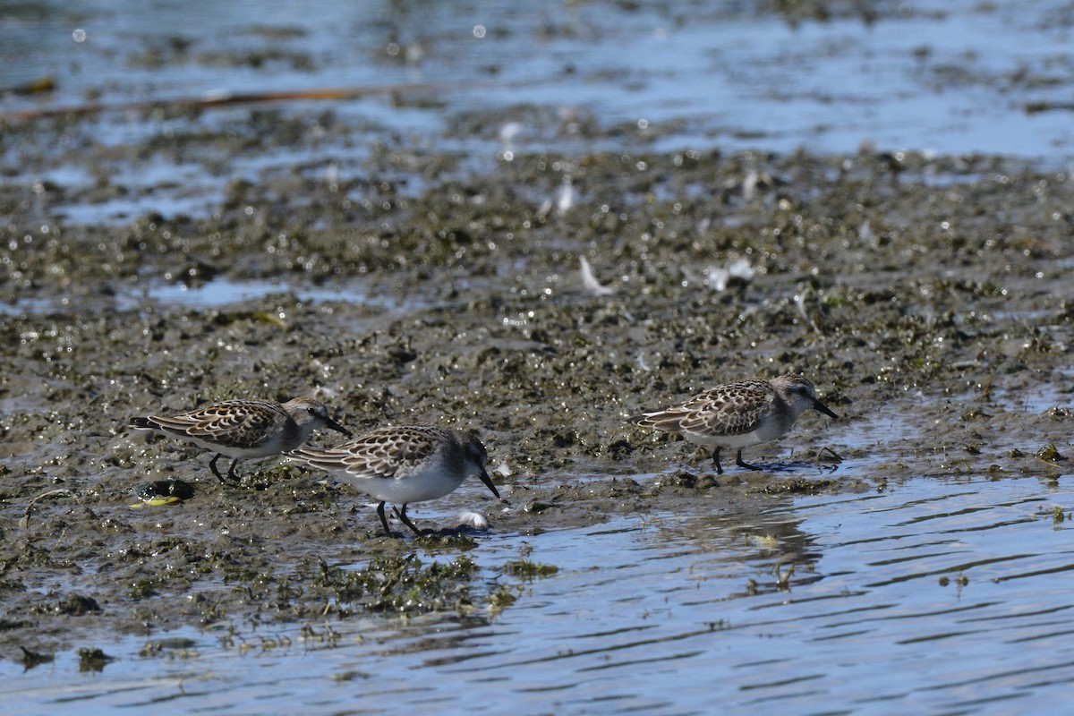 Semipalmated Sandpiper - ML68537851