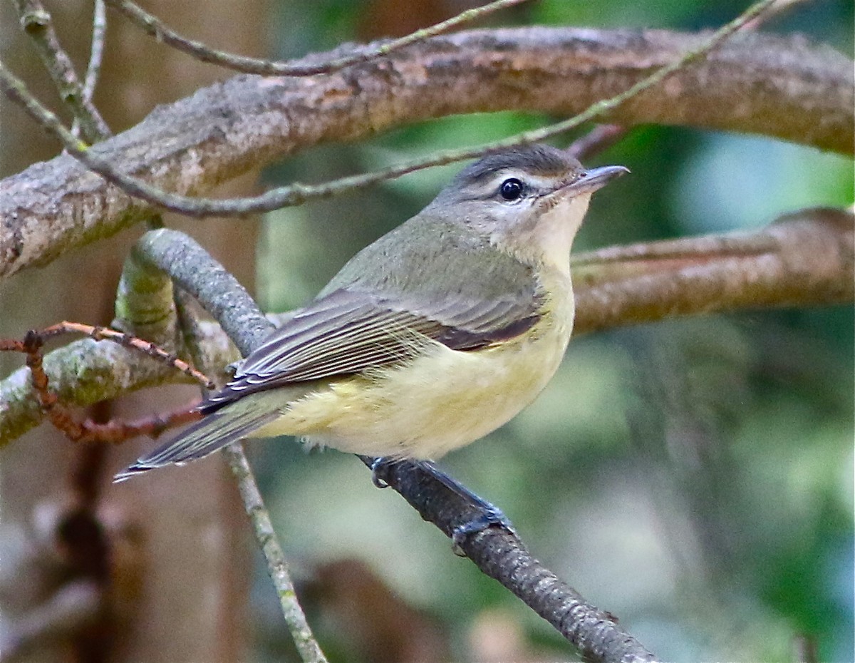 Warbling Vireo (Western) - ML68538271