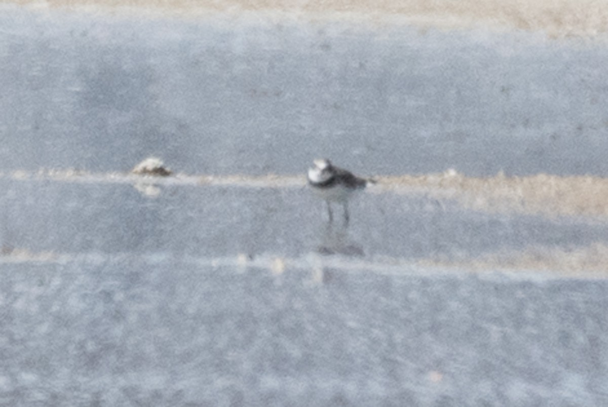 Semipalmated Plover - ML68538571