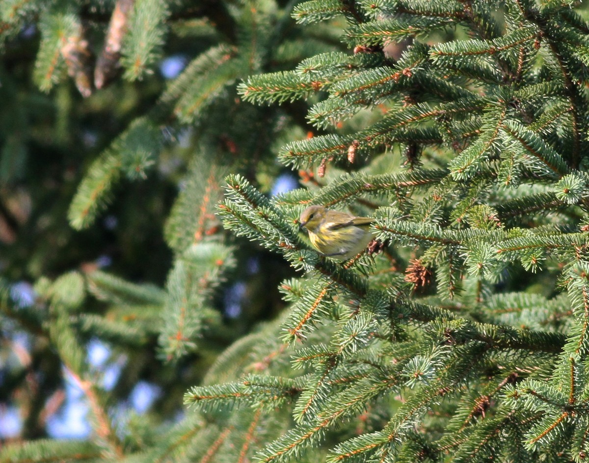 Cape May Warbler - Shawn Billerman