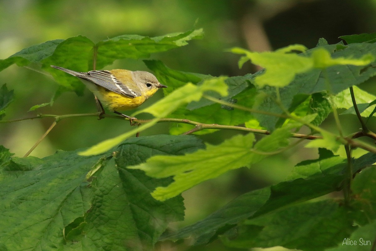 Magnolia Warbler - ML68540321