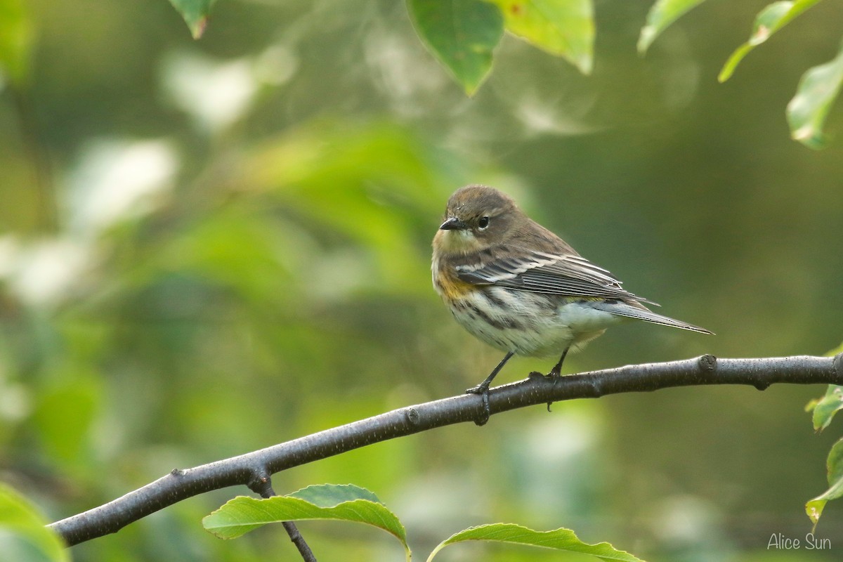 Yellow-rumped Warbler - ML68540411