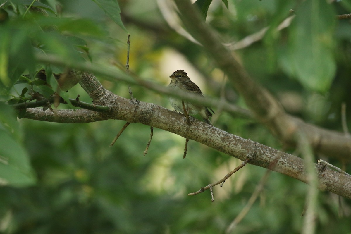 Chipping Sparrow - ML68540451