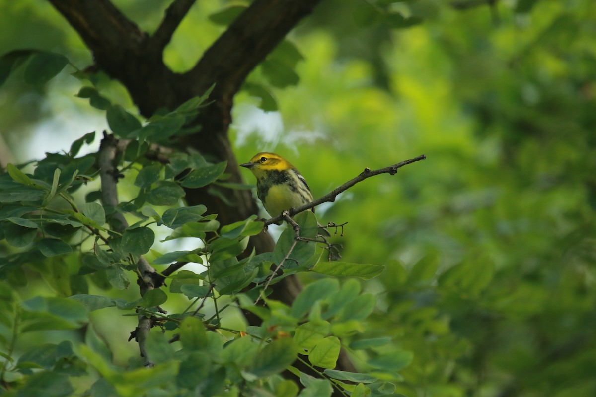 Black-throated Green Warbler - Alice Sun