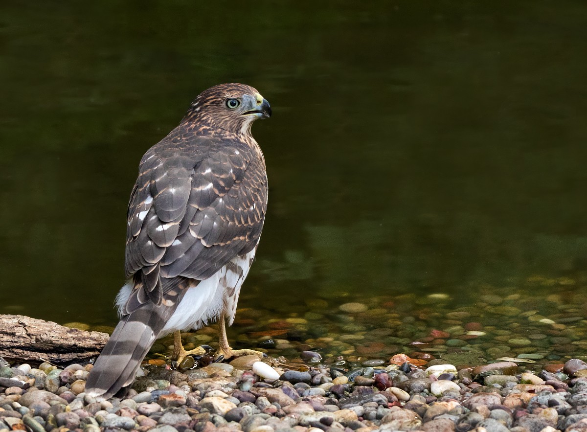 Cooper's Hawk - ML68540851