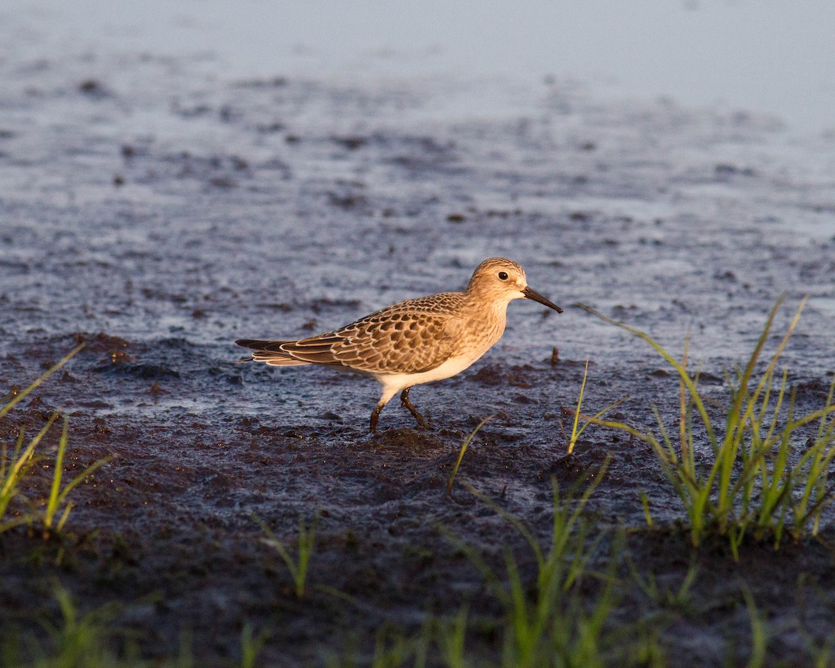 Baird's Sandpiper - ML68542691